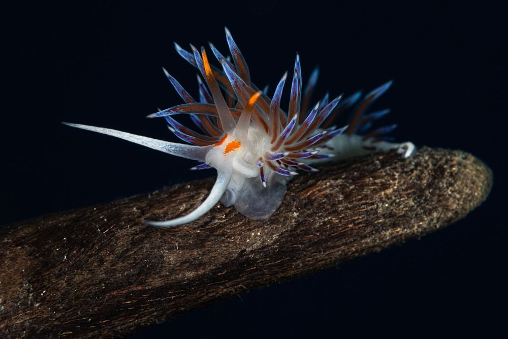 Cratena peregrina