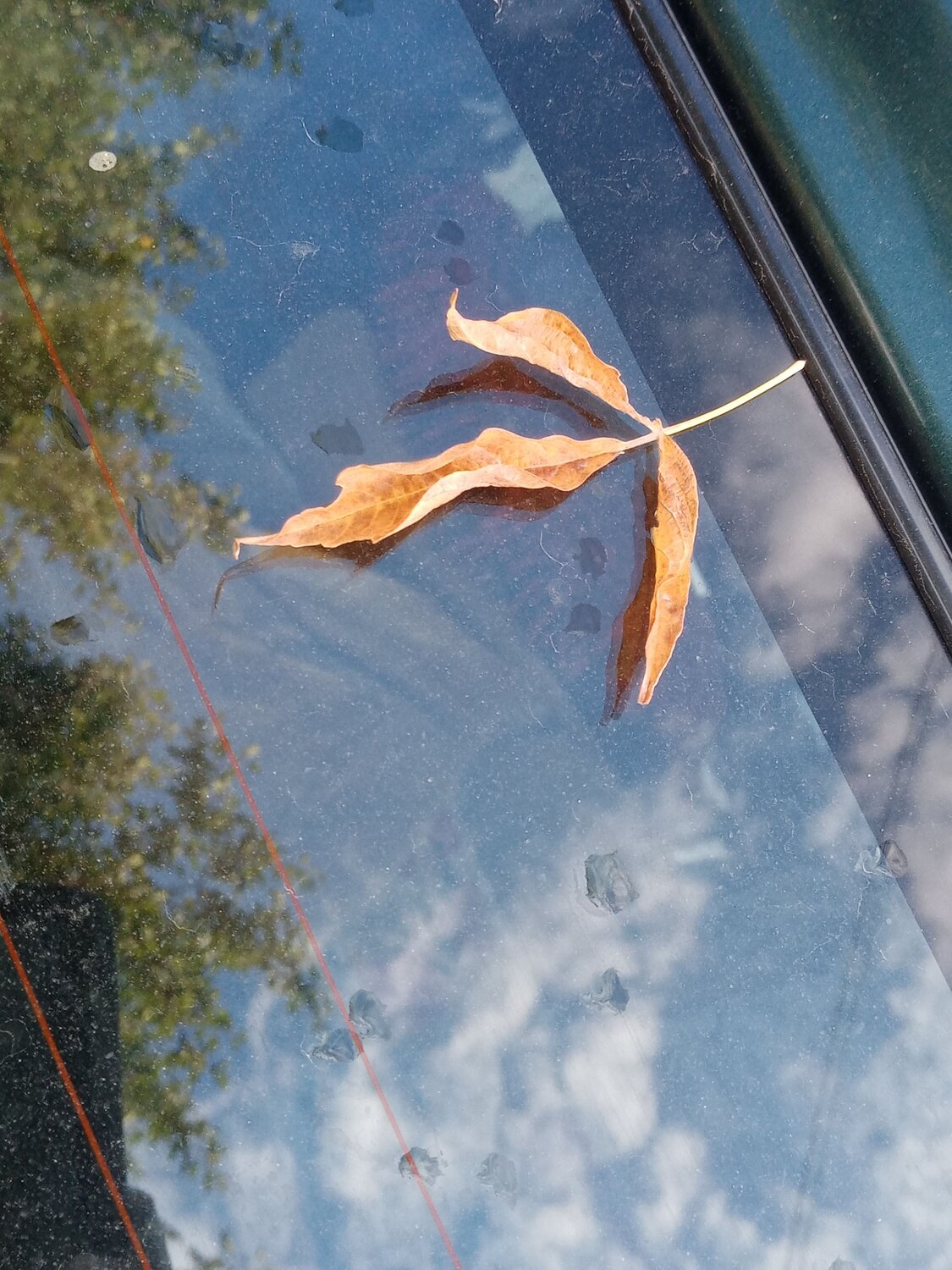 Photo #12957285