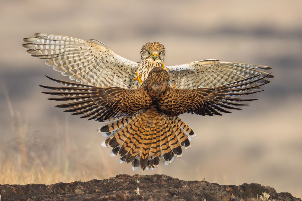 Kestrels fightiing for dominance