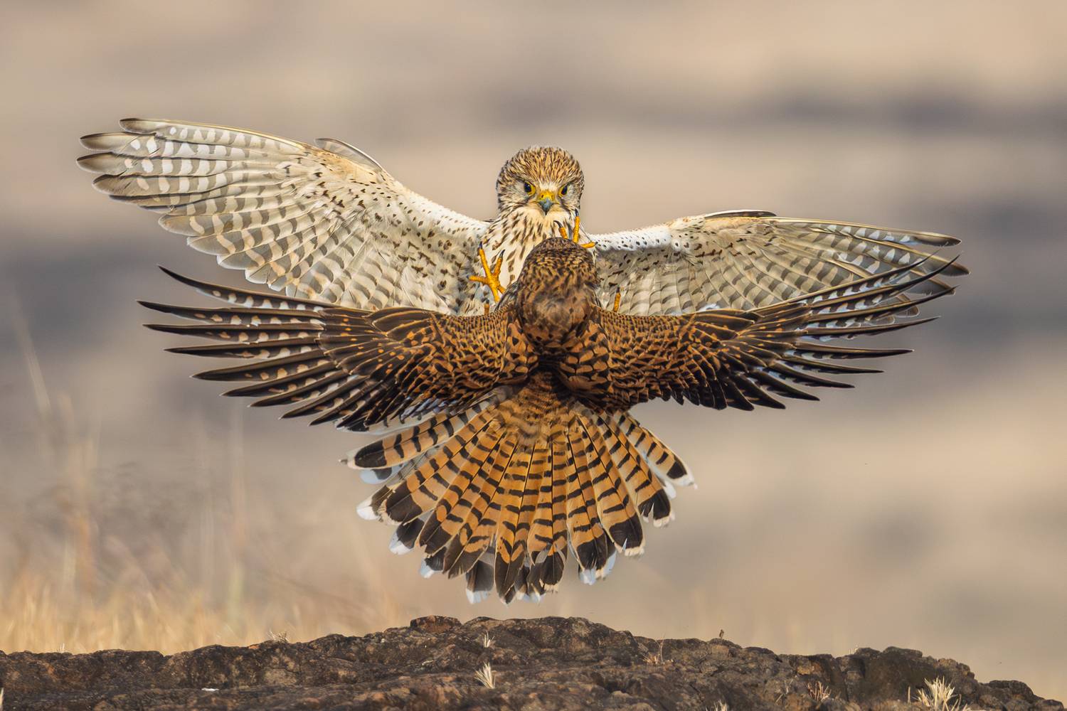 Kestrels fightiing for dominance