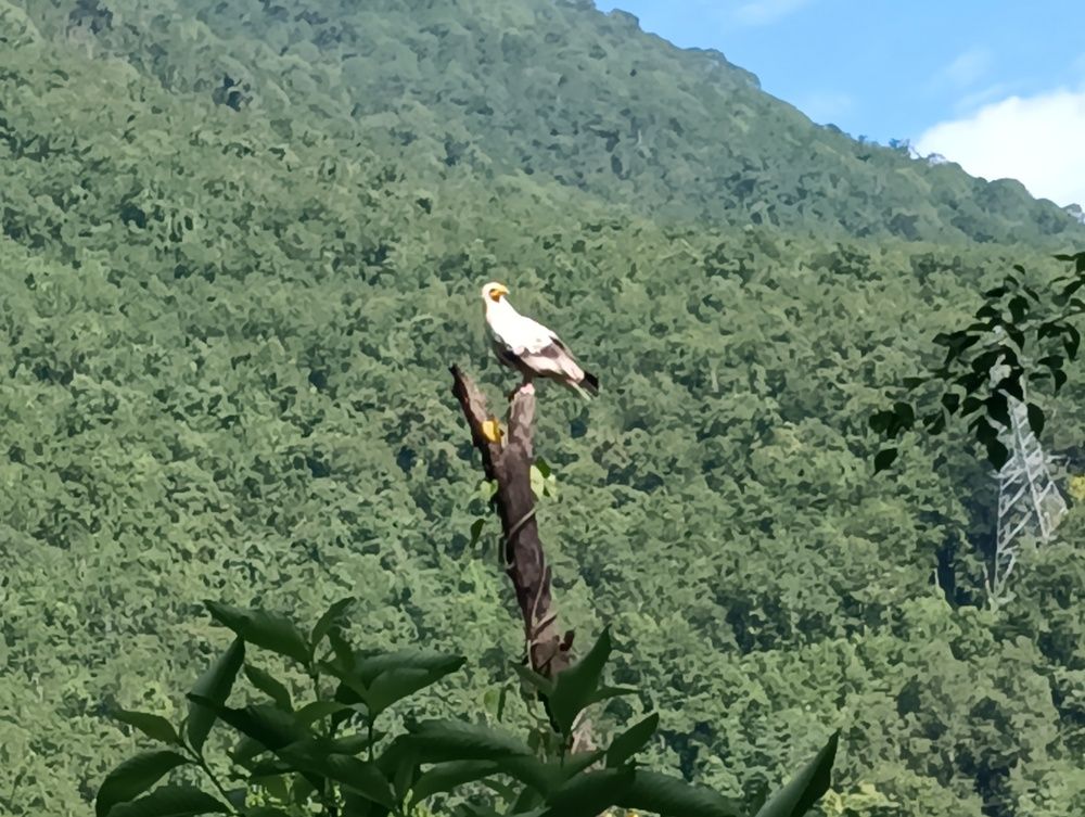 Birds kingdomship