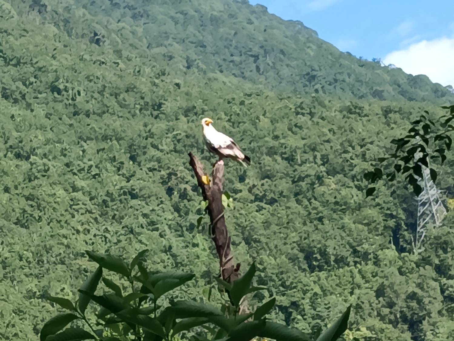 Birds kingdomship