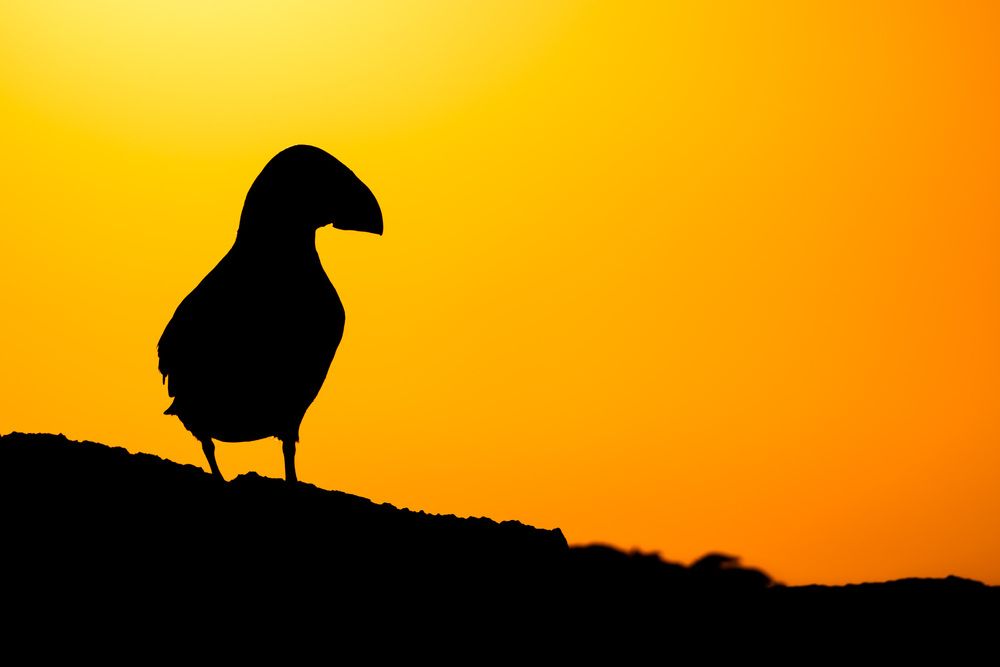 The Shape Of A Puffin