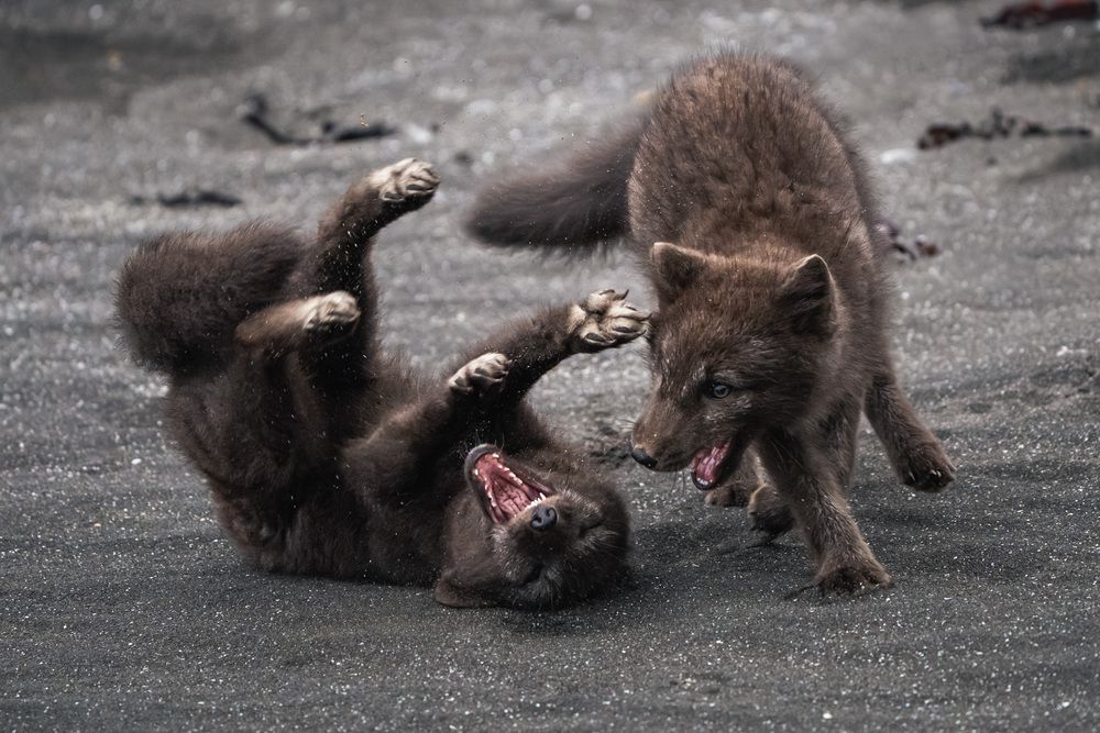 Play Fight On The Shore