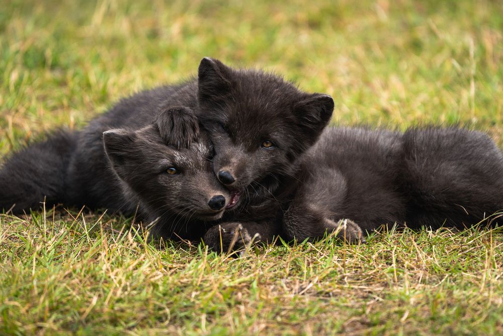 Playful Bond