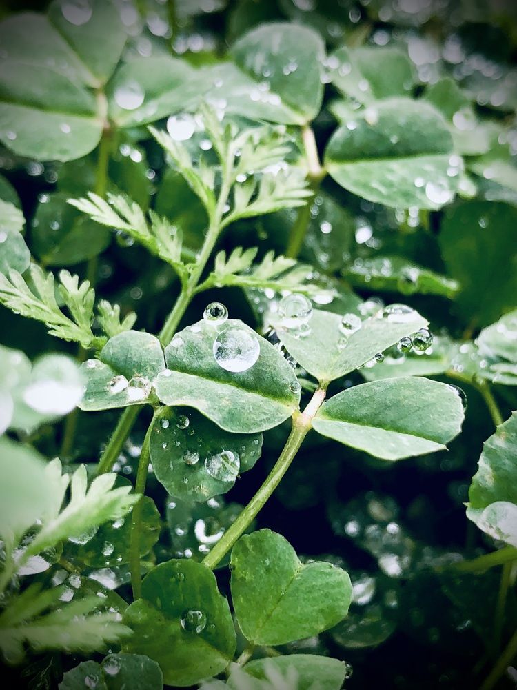 Burbujas de agua lluvia