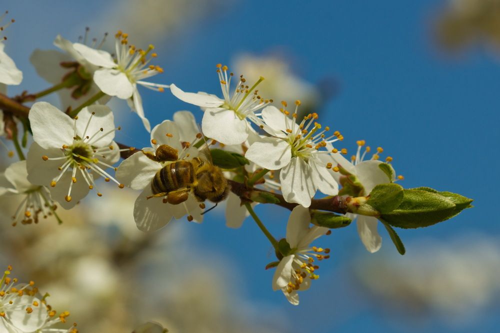 Photograph by Анна-Лаймуте Милошевич