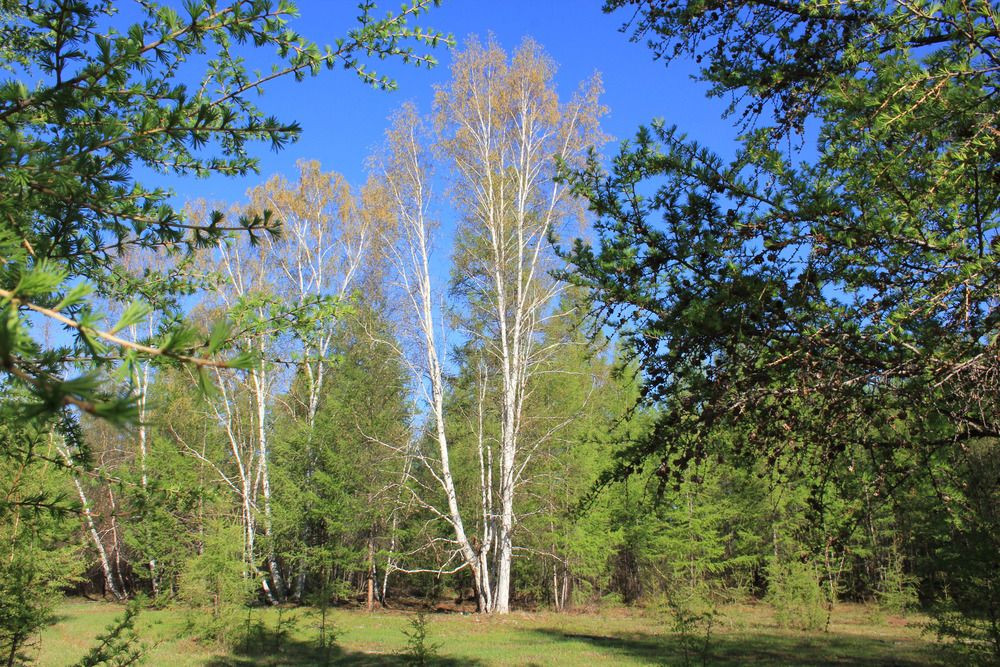 Березки на на синем фоне неба.
