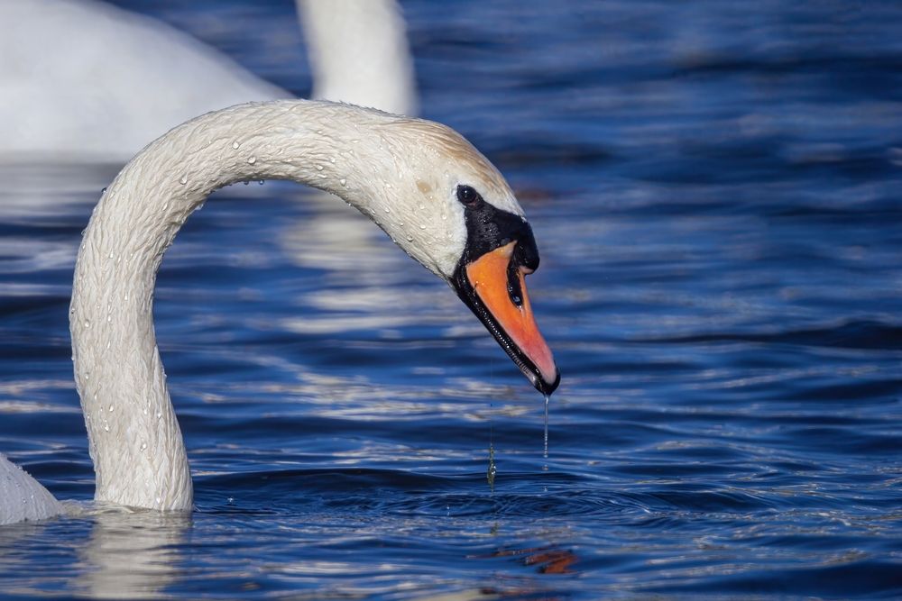 Photograph by Александр Лобынцев