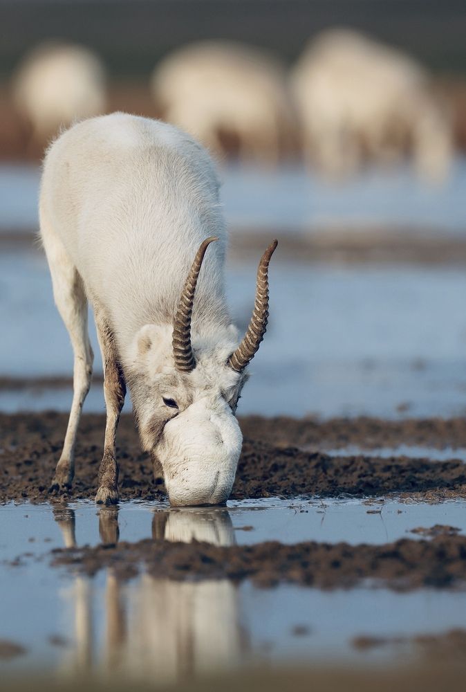 Сайгак зимой