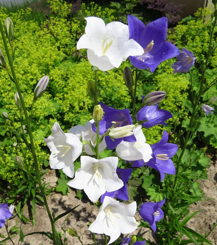 Колокольчики