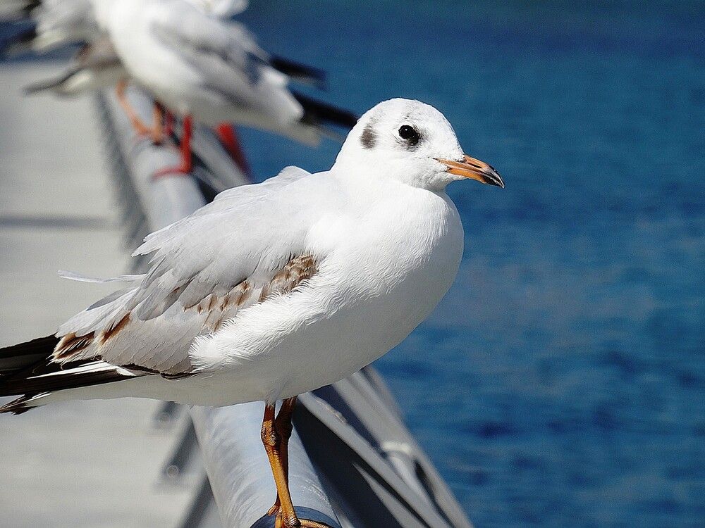 Photograph by Марина Раткун