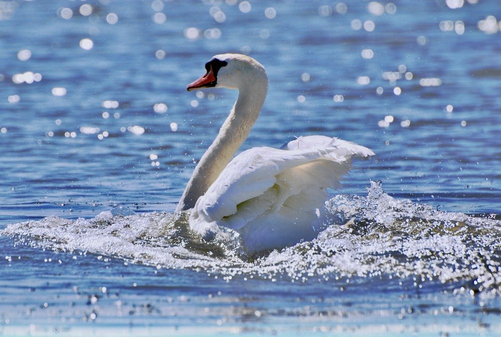 Царевна-лебедь