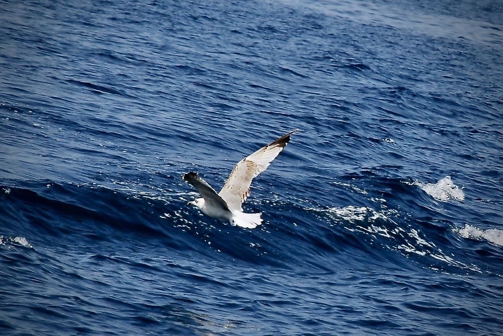 Гордость в смелом крике птицы...