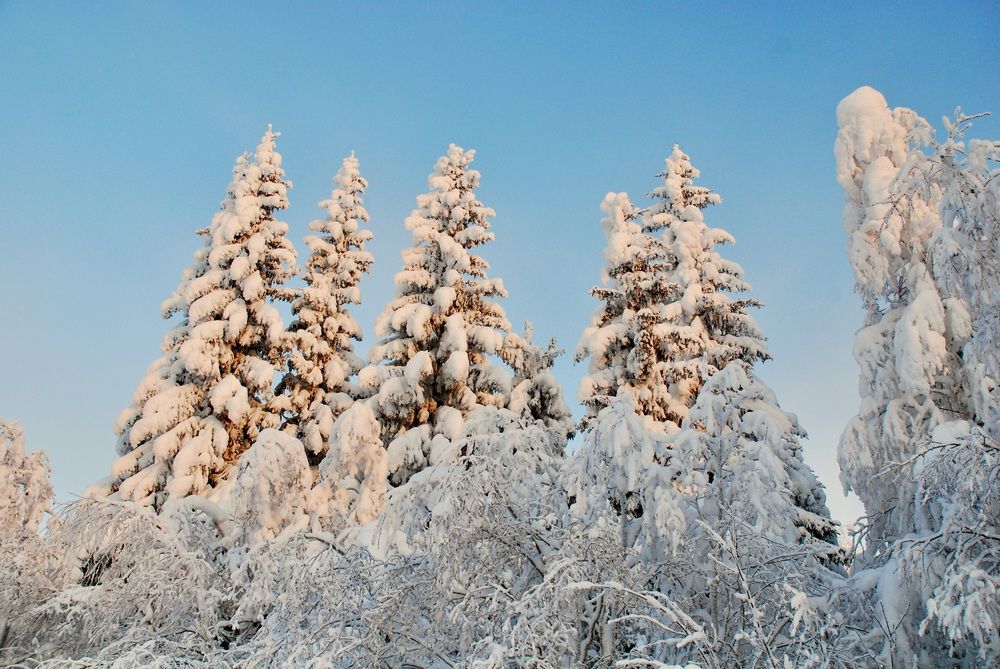 Снежное великолепие