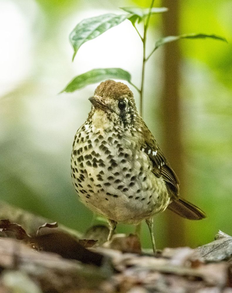 Photograph by K.G.Supun Nayanajith Samaraweera Nayanajith