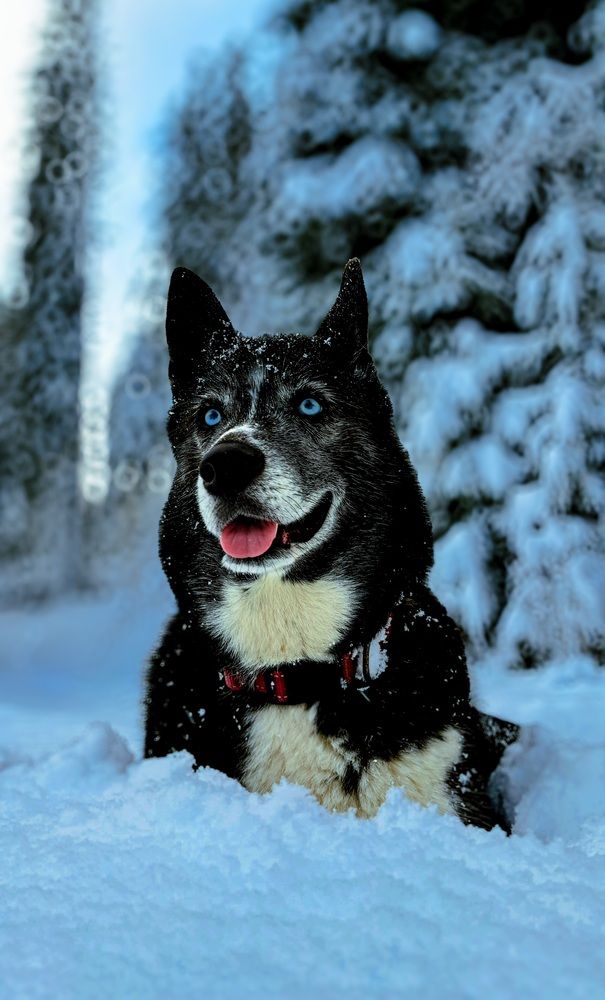 Photo #12959679