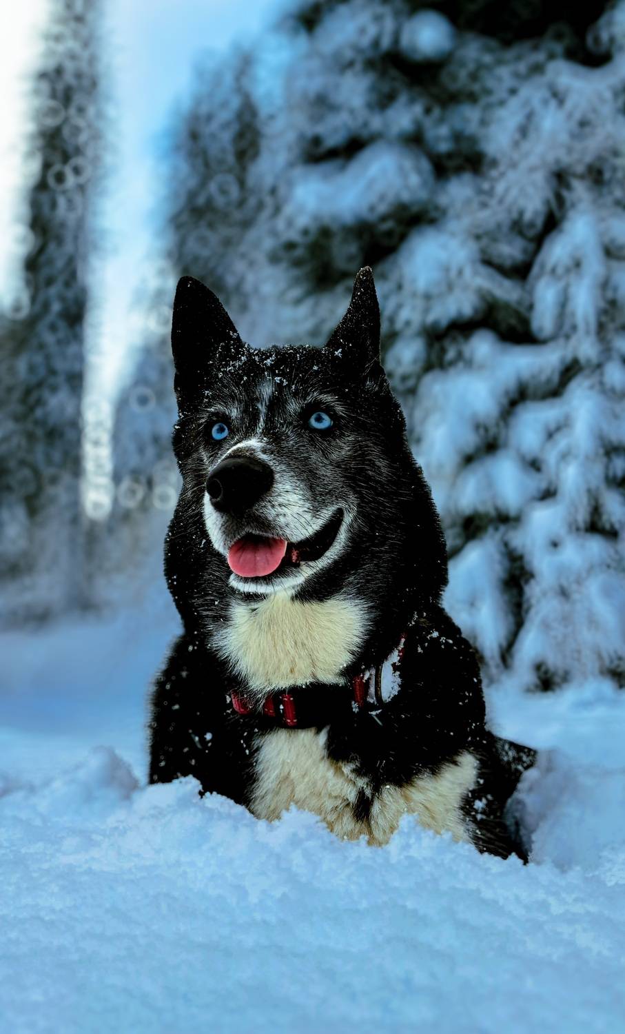 Photo #12959679
