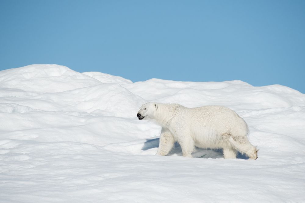 Photograph by Sophie Abuhazera