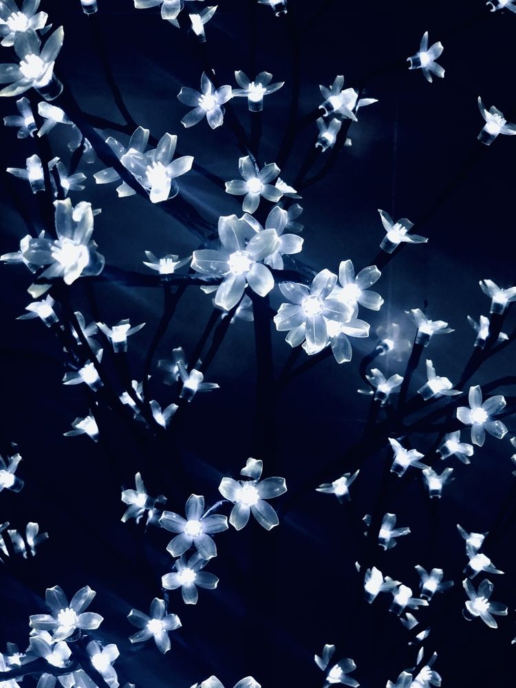 Фотография автора Елизавета Станкевич