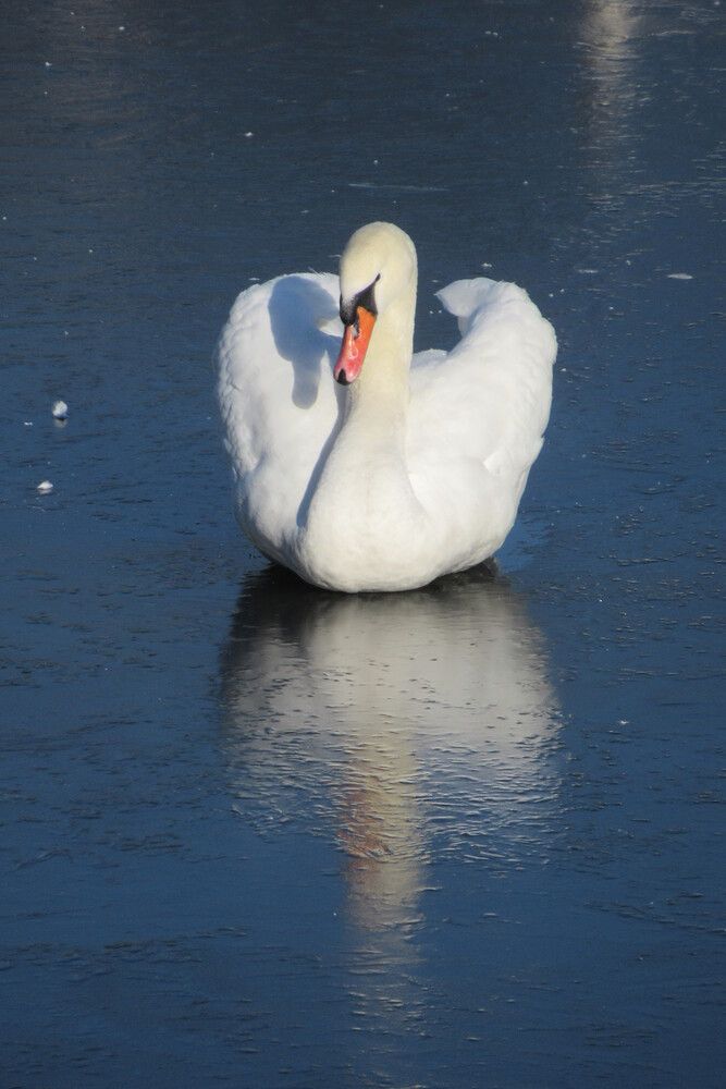 Photograph by Ирина Шведчикова