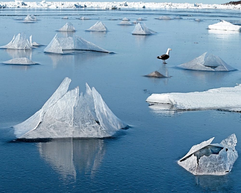 Ледяные цветы