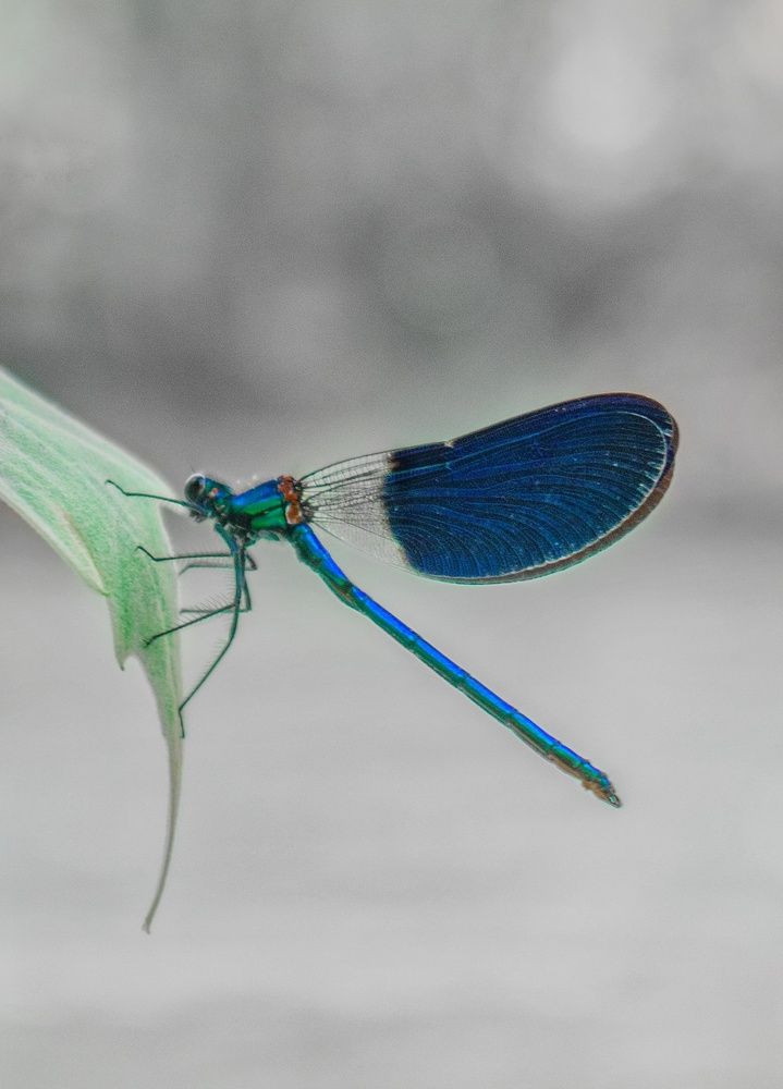 Photograph by zahra salardini