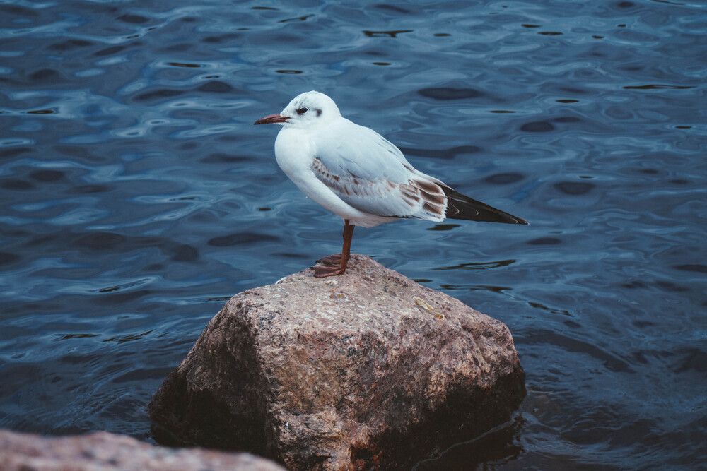 Photograph by Ekaterina Barashkova