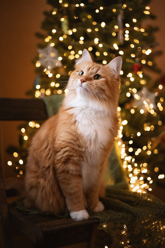 Photograph by Елена Косинова