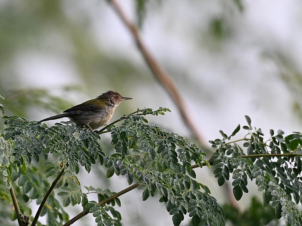 Tailorbird