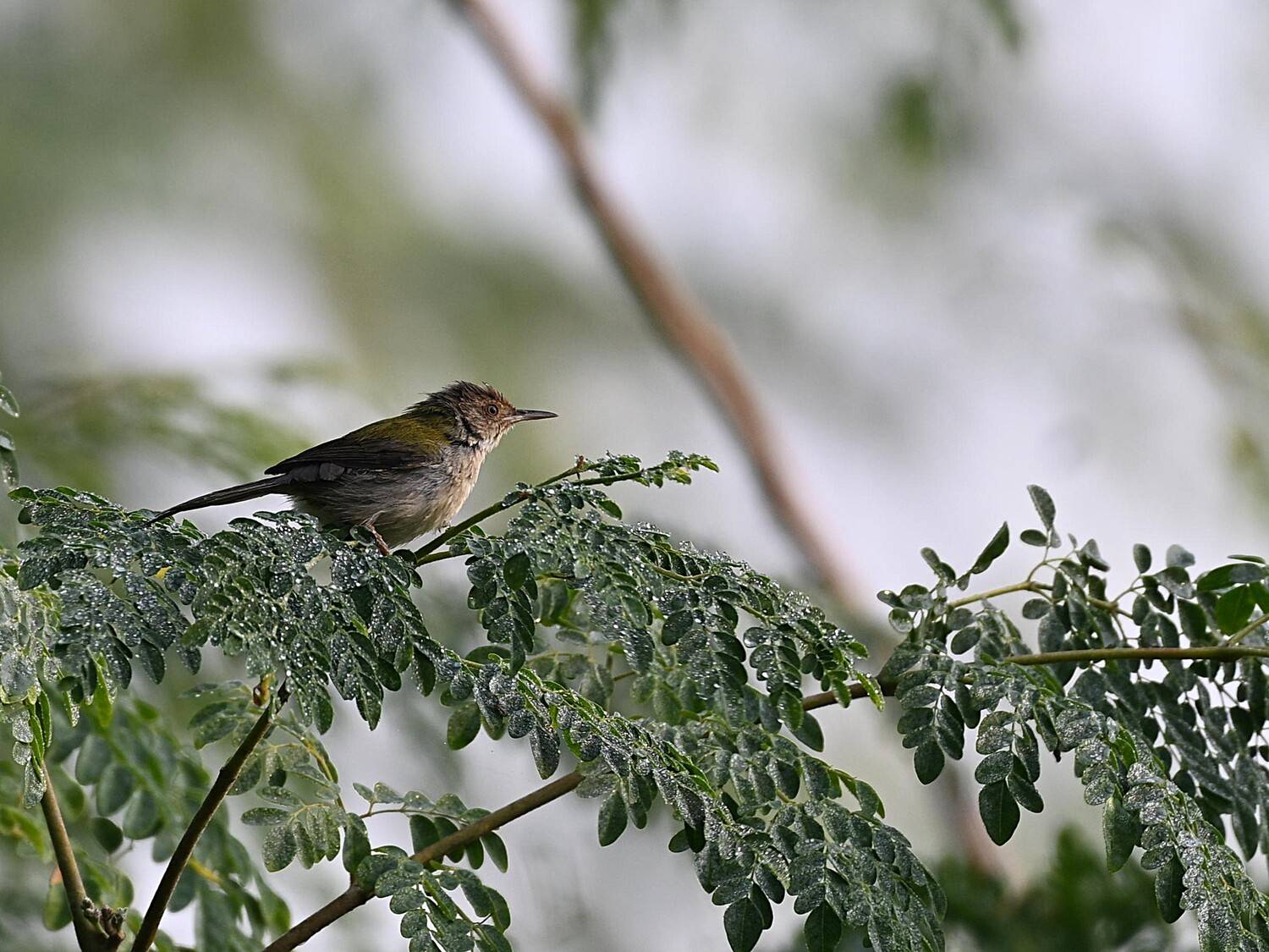 Tailorbird