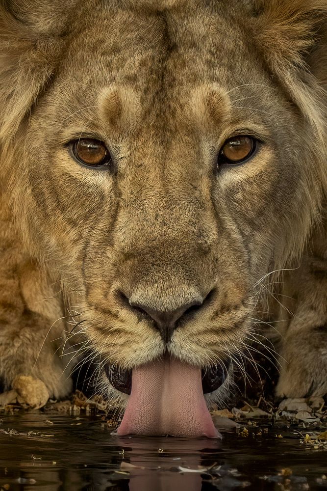 Фотография автора Naveen Kumar