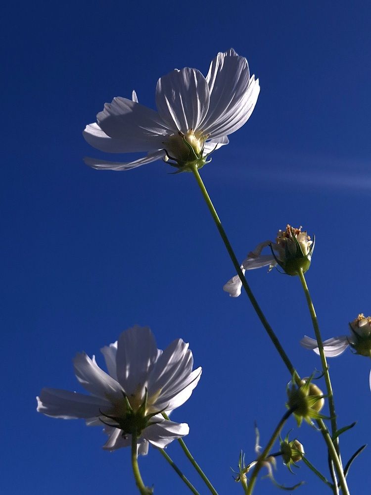 Фотография автора Elena Safarova