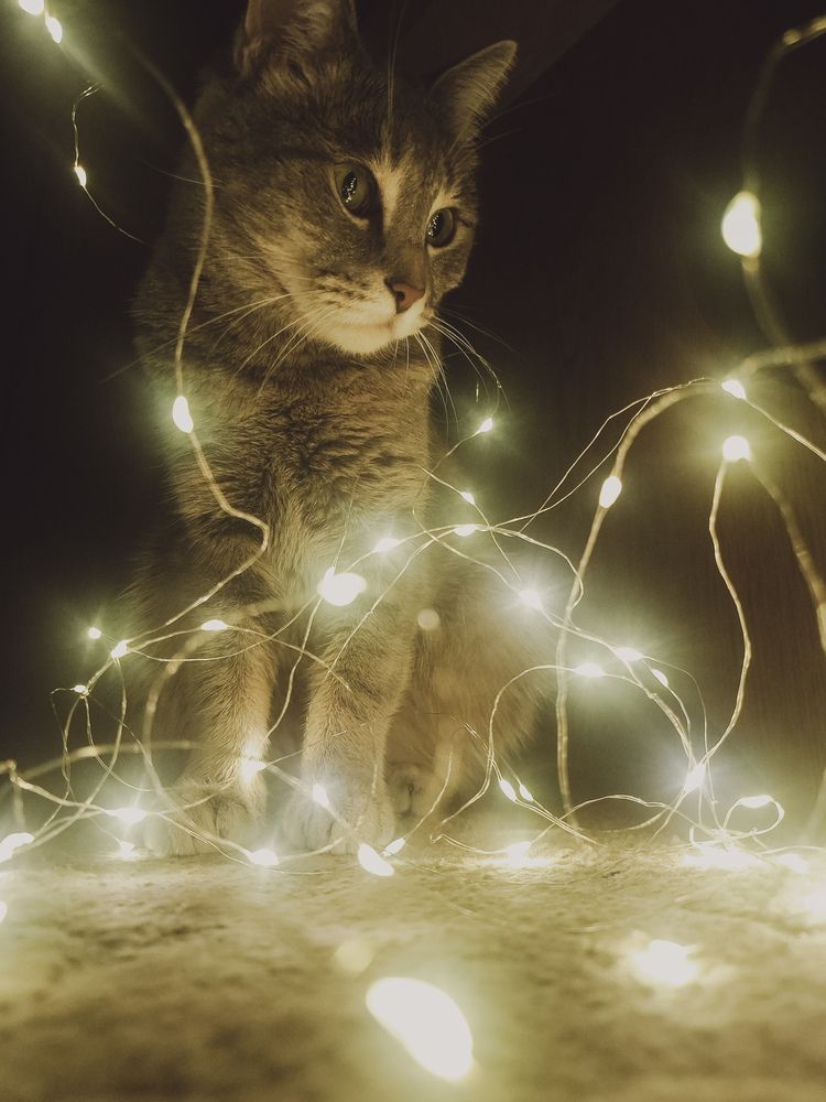 Фотография автора Elena Safarova