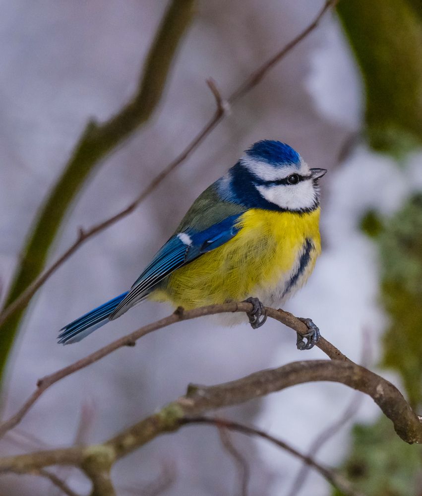 Фотография автора Elvijs Kalnins