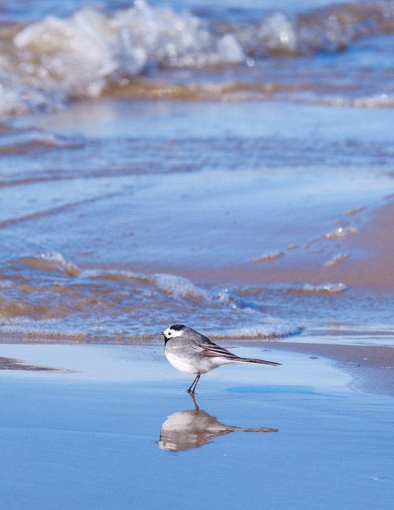 Фотография автора Elvijs Kalnins