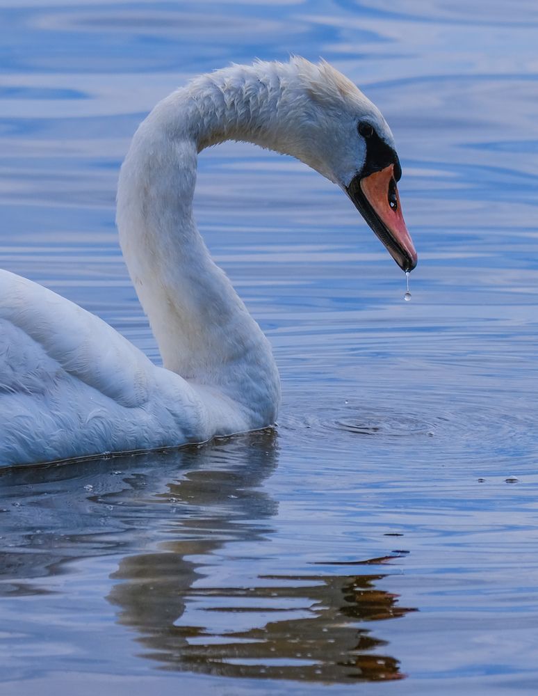 Фотография автора Elvijs Kalnins