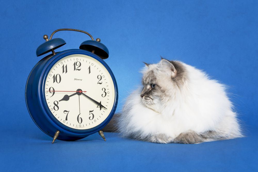 Photograph by Alessandro Grandoni