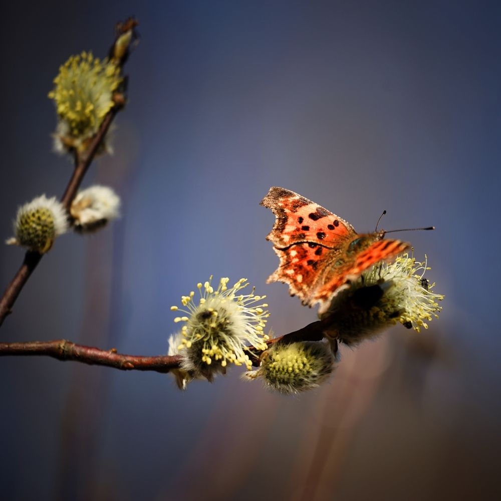Photograph by Андрей Литов