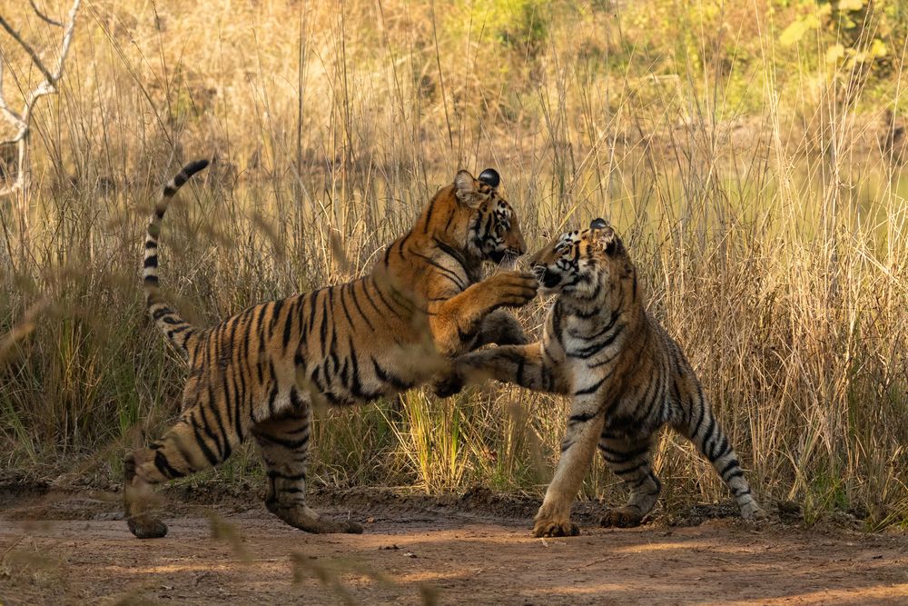 Dance of Stripes