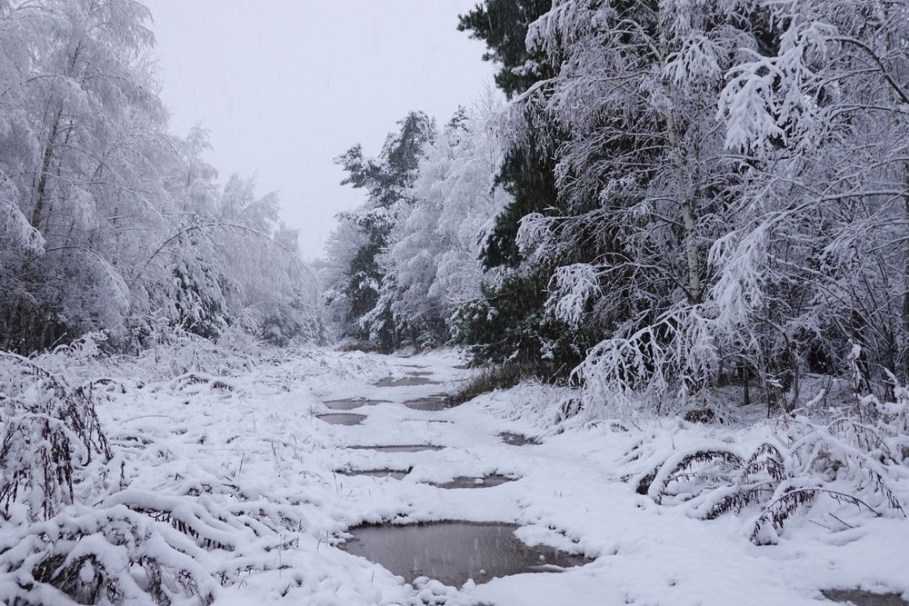 утро первого снега