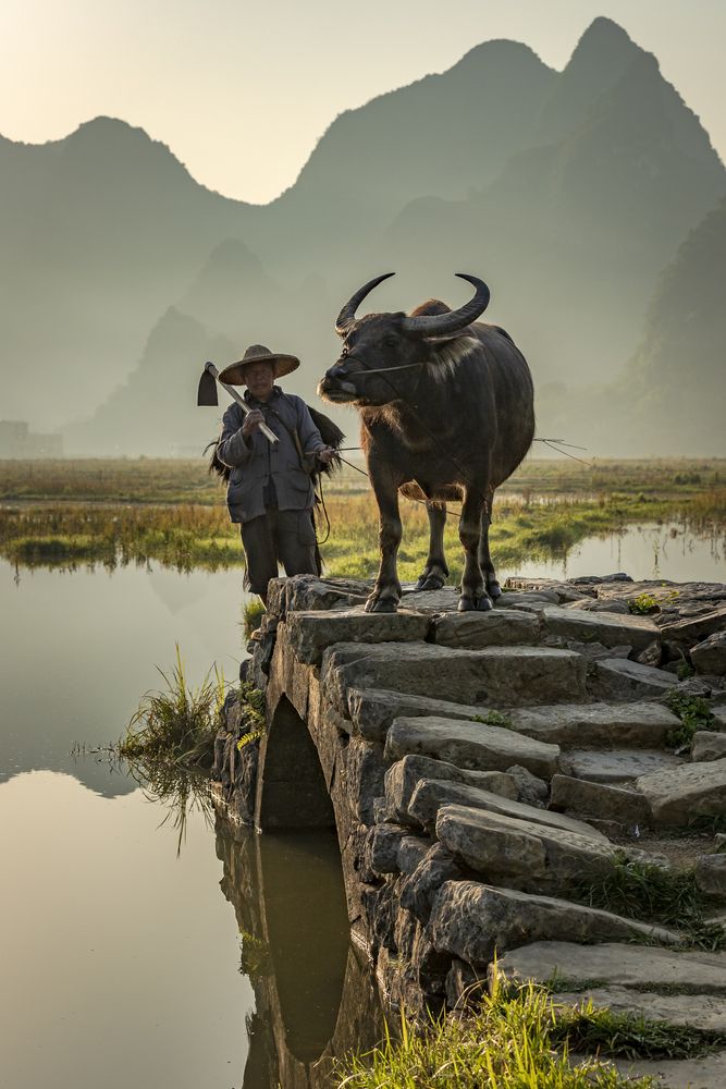 Фермер и его буйвол