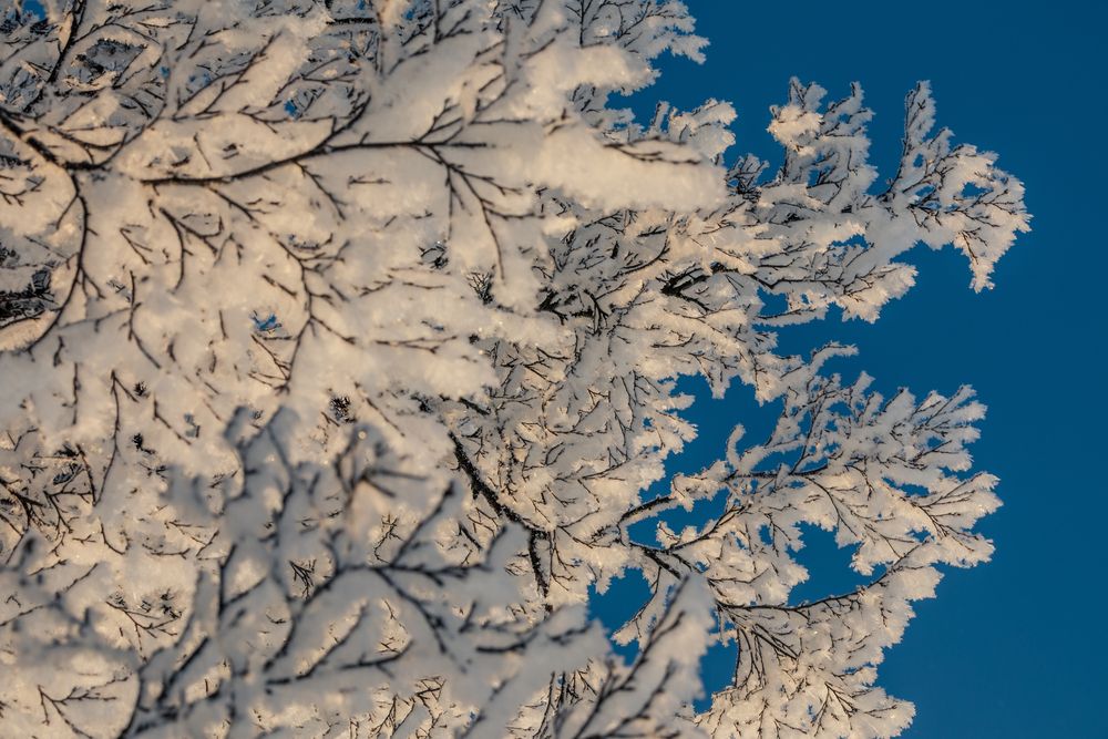 Photograph by Solovki Fond