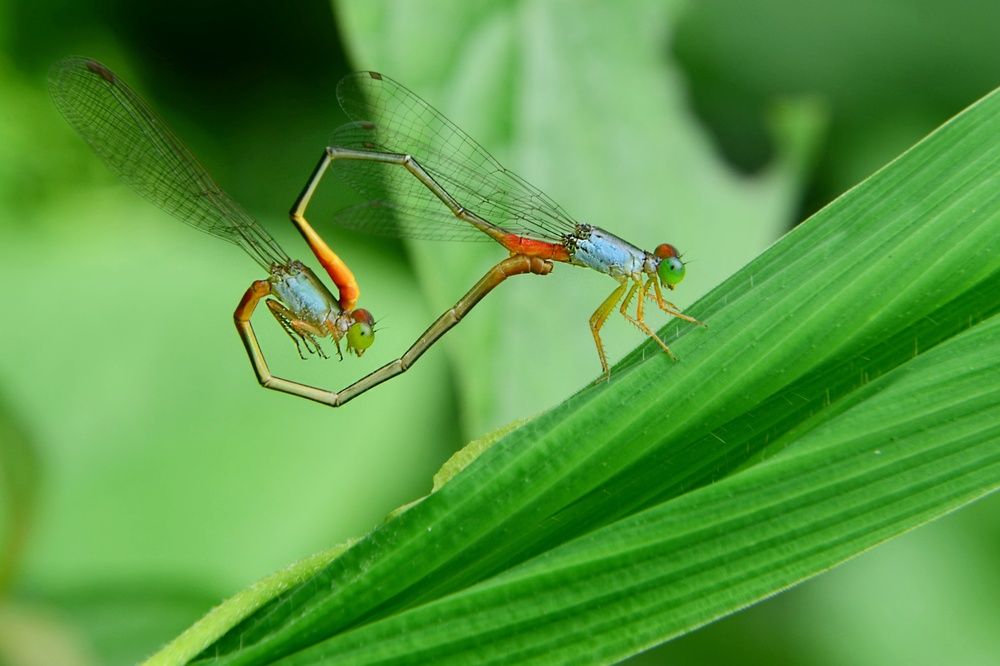 Photograph by KINSUK DAS