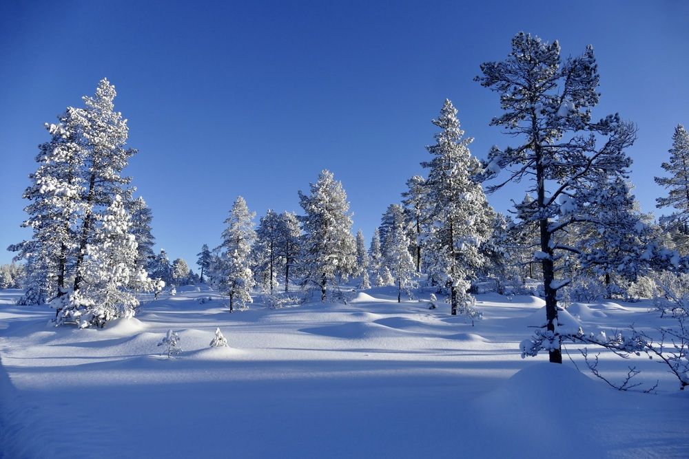 Бело-голубой снег
