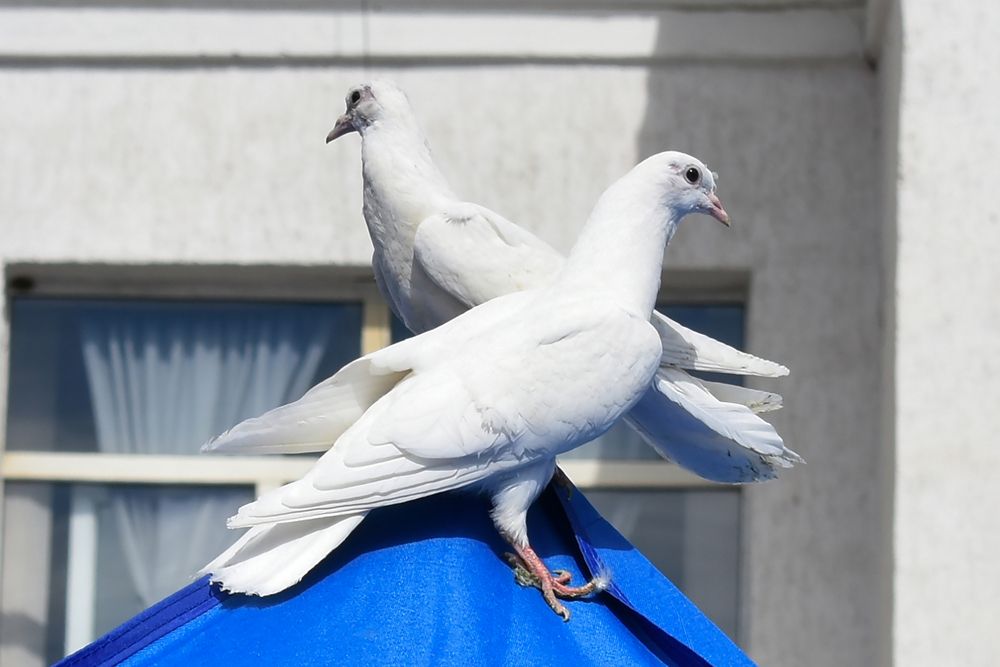 Photograph by Владимир Рогулькин