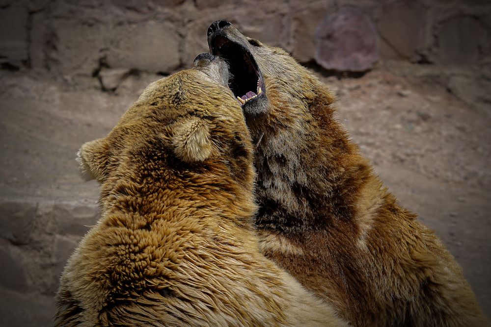 Photograph by Alireza seyd