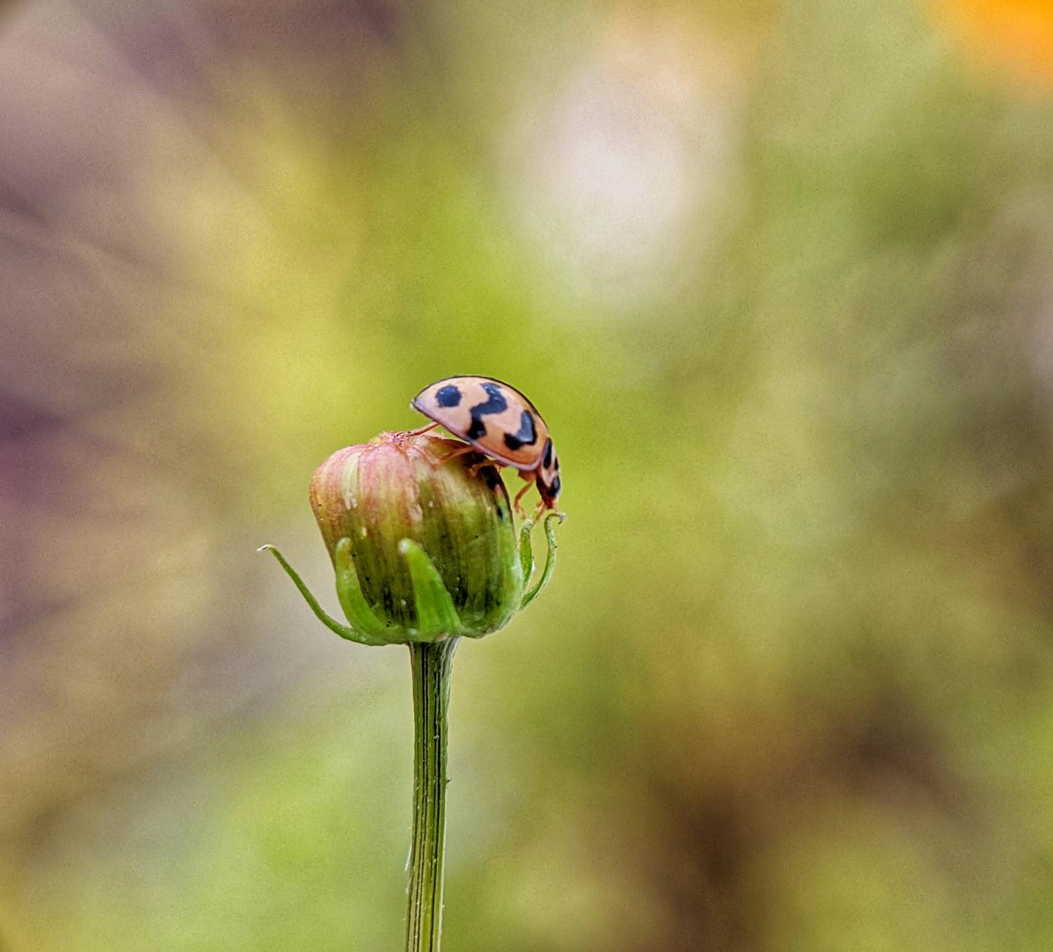 Macro Photography Macro Photography