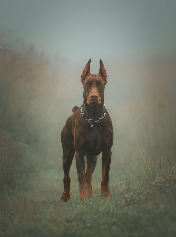 Фотография автора Мария Клещенко