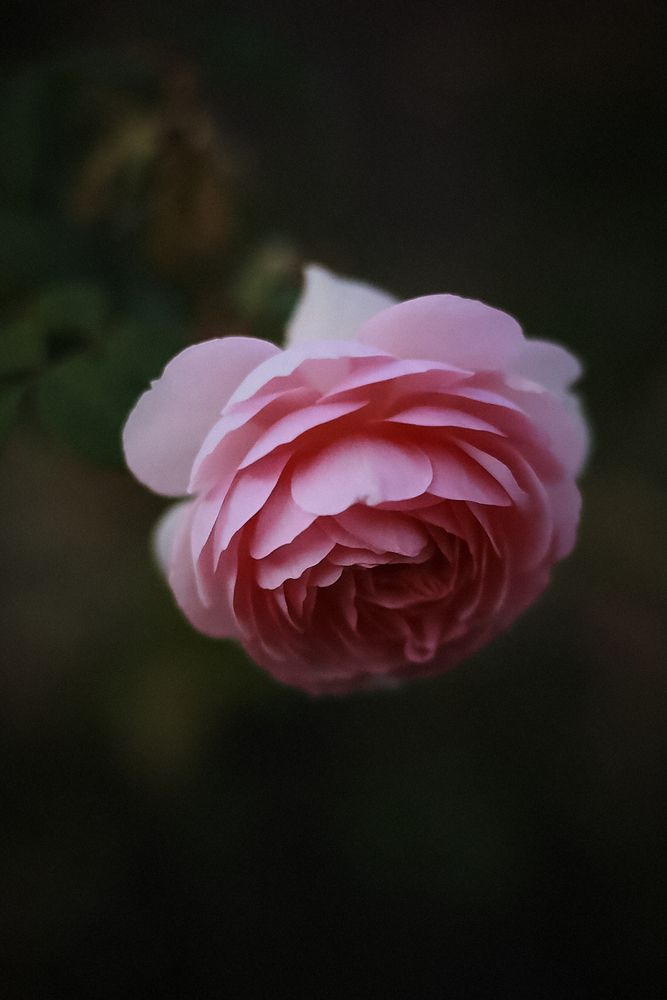 Photograph by Юлия Вялкова